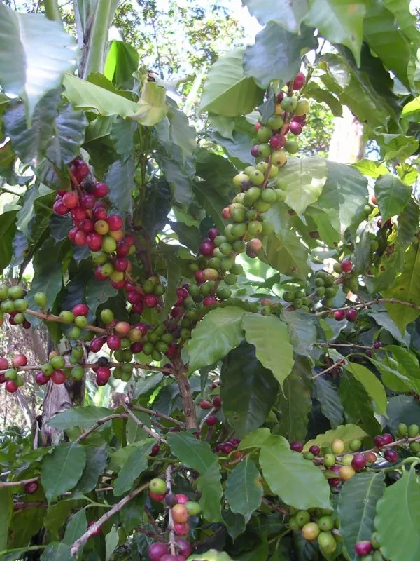 Organic Nicaraguan Green Coffee (Unroasted)