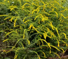 Solidago rugosa Fireworks #1