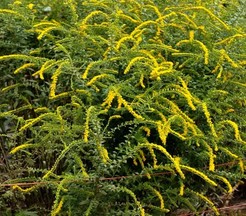 Solidago rugosa Fireworks #1